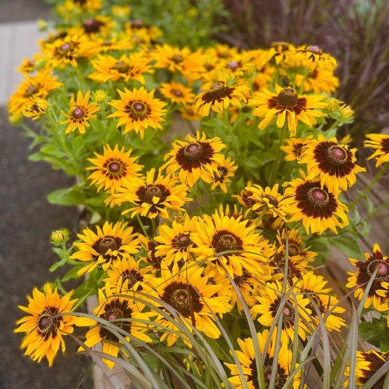 11+ Full Sun Perennials That Bring Life to Your Outdoor Spaces