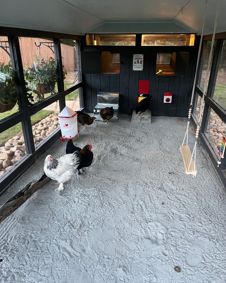 21 Inside Chicken Coop Ideas to Create the Ultimate Hen Haven
