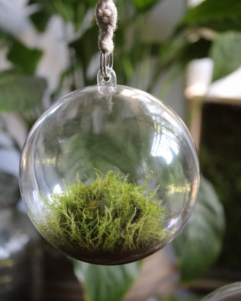 23+ Terrarium Ideas to Bring Nature Indoors: Simple and Stylish Inspirations