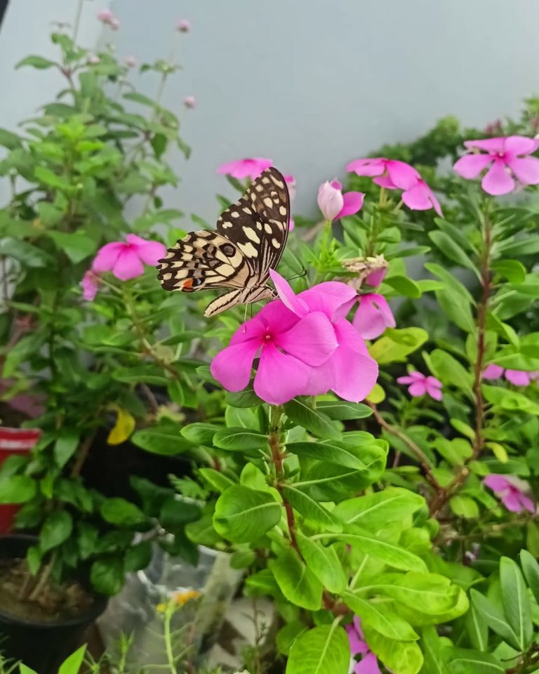 17 Corner Flower Bed Ideas That Will Transform Your Outdoor Living Space