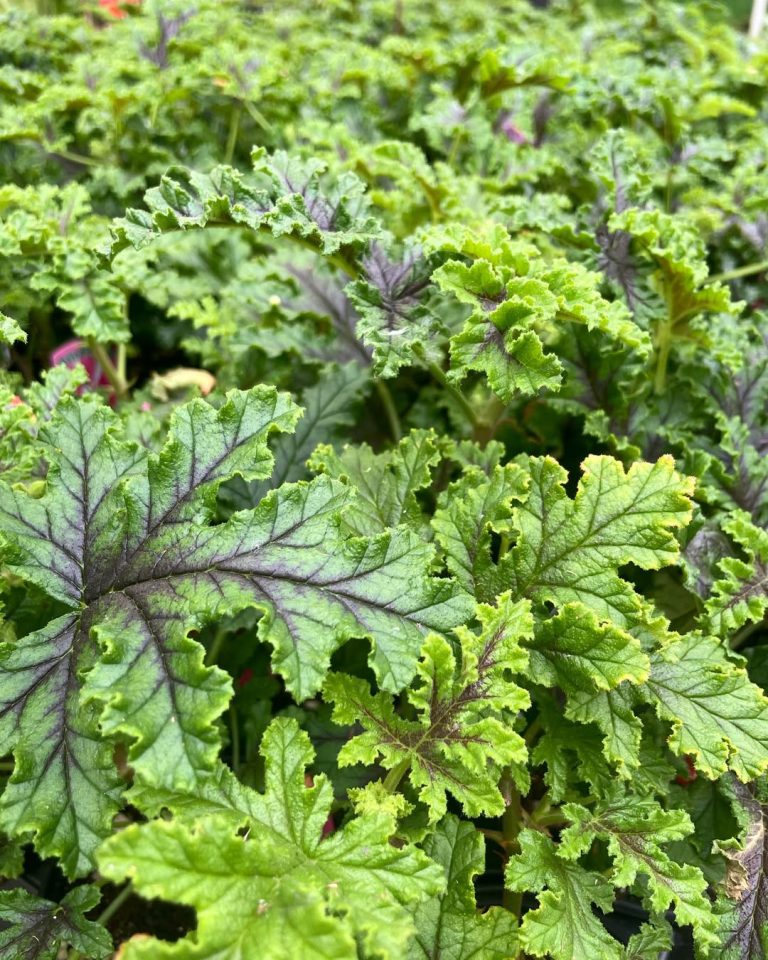 15+ Beautiful Plants That Naturally Repel Mosquitos