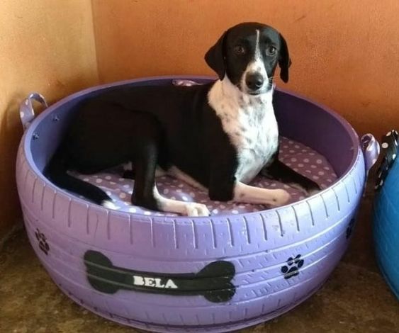 Painted Dog Bed
